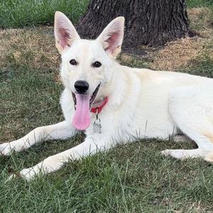 Thor, Shepherd / Mixed Breed, puppy, available for adoption