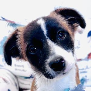 Close-up of a brown and white dog with black markings on its face, looking directly at the camera.