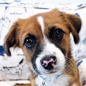 Beauford, Corgi / Mixed Breed, puppy, available for adoption
