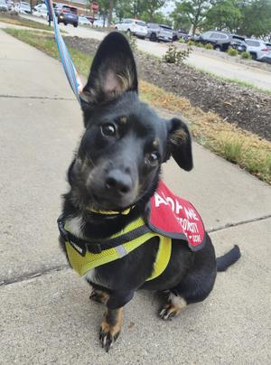 Biscut, Terrier / Mixed Breed, puppy, available for adoption