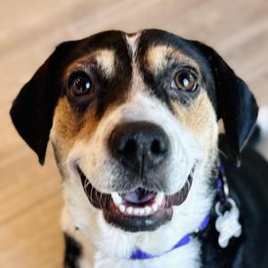 Shyla, Beagle / Mixed Breed, young, available for adoption