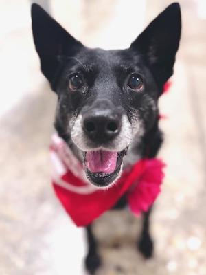 Baby, Australian Cattle Dog / Blue Heeler / Mixed Breed, senior, available for adoption