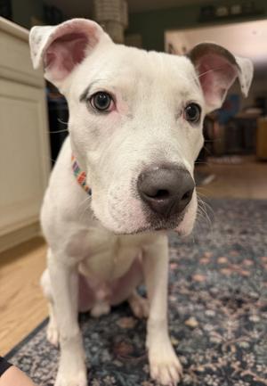 Mello, Pit Bull Terrier / Mixed Breed, puppy, available for adoption