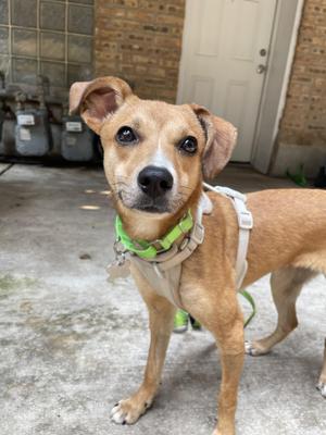 Edie, Terrier / Mixed Breed, young, available for adoption
