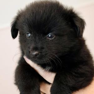LuLu, Corgi / Pomeranian, puppy, available for adoption
