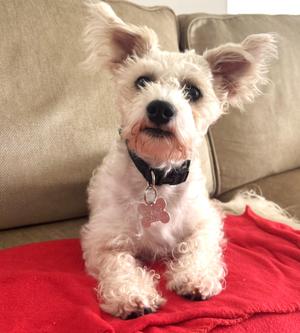 Yoda, Terrier / Mixed Breed, young, available for adoption