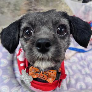 Leia, Shih Tzu / Mixed Breed, adult, available for adoption