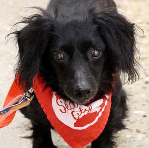Little Man, Dachshund (Long Haired) / Mixed Breed, senior, available for adoption