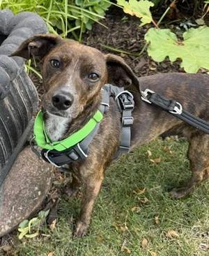 Keena, Dachshund / Mixed Breed, adult, available for adoption