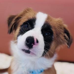 Tiramisu, Corgi / Mixed Breed, puppy, available for adoption