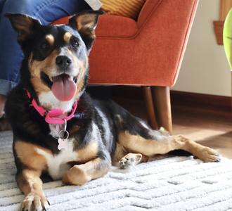Izzy, Australian Cattle Dog / Blue Heeler / Mixed Breed, adult, available for adoption
