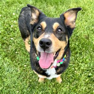 Izzy, Australian Cattle Dog / Blue Heeler / Mixed Breed, adult, available for adoption