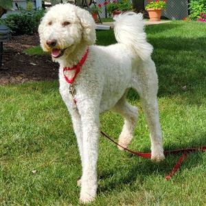 Eddy, Standard Poodle / Mixed Breed, adult, available for adoption