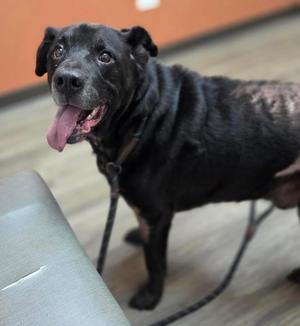 Resin, Retriever / Mixed Breed, senior, available for adoption