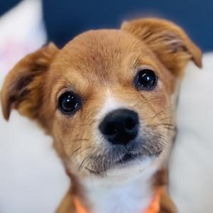 Mbappe, Corgi / Mixed Breed, puppy, available for adoption