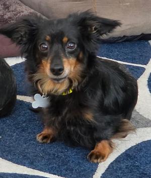Abby Love, Dachshund (Long Haired) / Mixed Breed, adult, available for adoption