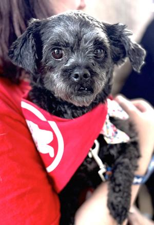 Nyla, Poodle / Mixed Breed, adult, available for adoption