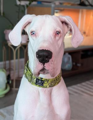Boban, Great Dane / Mixed Breed, adult, available for adoption