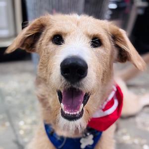 Cooper, Retriever / Mixed Breed, young, available for adoption