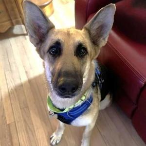 Kysarah, German Shepherd Dog / Mixed Breed, adult, available for adoption