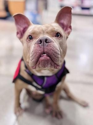 Sammey, Pit Bull Terrier / Mixed Breed, adult, available for adoption