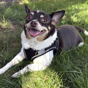 Rosie, Chihuahua / Mixed Breed, senior, available for adoption