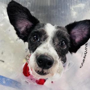 Luke, Shih Tzu / Mixed Breed, adult, available for adoption