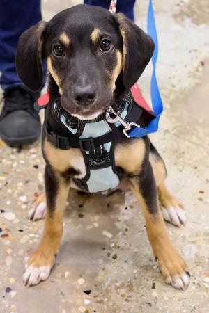 PJ, Hound / Mixed Breed, puppy, available for adoption