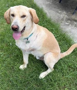 Murray, Retriever / Mixed Breed, adult, available for adoption