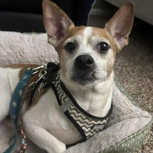 Jimmy, Chihuahua / Mixed Breed, senior, available for adoption