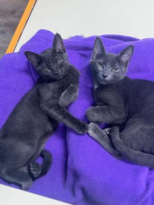Nimbus, kitten, available for adoption
