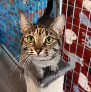Louise, young, available for adoption