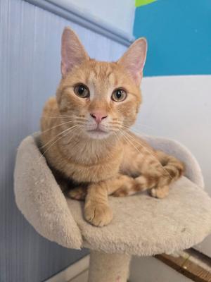 An orange tabby cat sits on a fluffy perch on a cat tree.