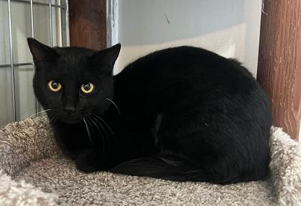 Nova, young, available for adoption