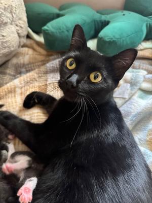 Rhodes, young, available for adoption