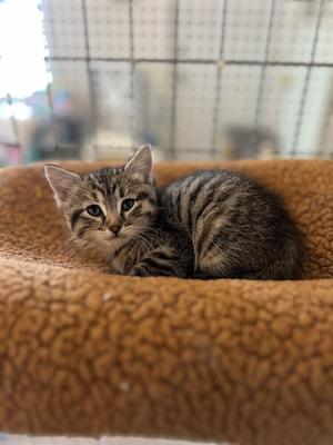 Loto, kitten, available for adoption
