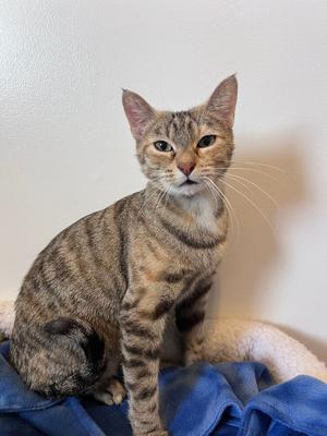 Melody, young, available for adoption