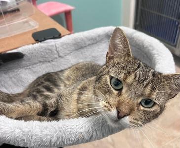 A tabby cat with green eyes lying in a gray cat bed.