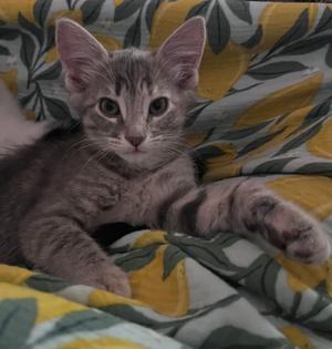 Lottie, kitten, available for adoption