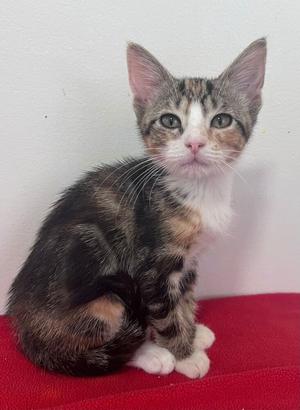 Anna, kitten, available for adoption