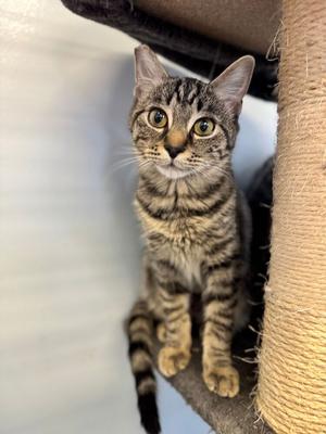 Sophie, young, available for adoption