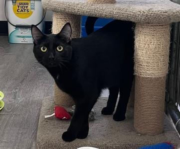 A black cat standing on a cat tree with a red toy nearby.