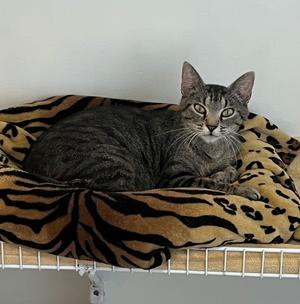 A grey tabby cat is lying on a blanket with a tiger stripe pattern.