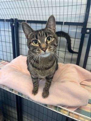Kit Kat, adult, available for adoption