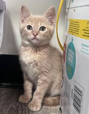 Kanop, kitten, available for adoption