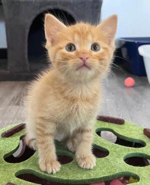Nalo, kitten, available for adoption