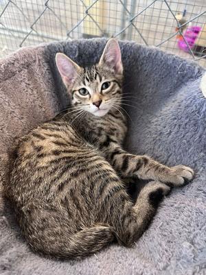 A tabby cat with a striped pattern is lying on a soft, gray cushion. The cat has large, alert ears and bright eyes, and is looking directly at the camera. The background shows a wire mesh enclosure, suggesting it might be in a shelter or a pet store.