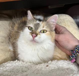 Regina, adult, available for adoption