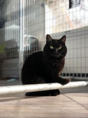 Casey, senior, available for adoption
