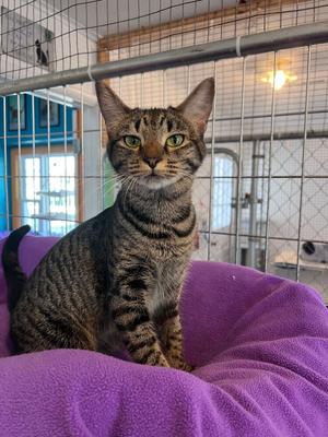 Thelma, young, available for adoption
